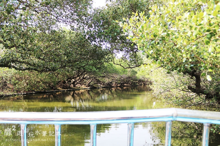 台南~ 台江國家公園 四草綠色隧道