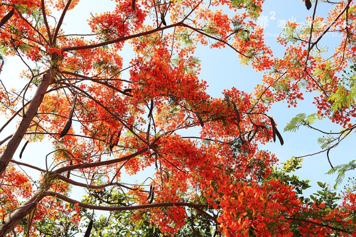台南~ 台江國家公園 四草綠色隧道