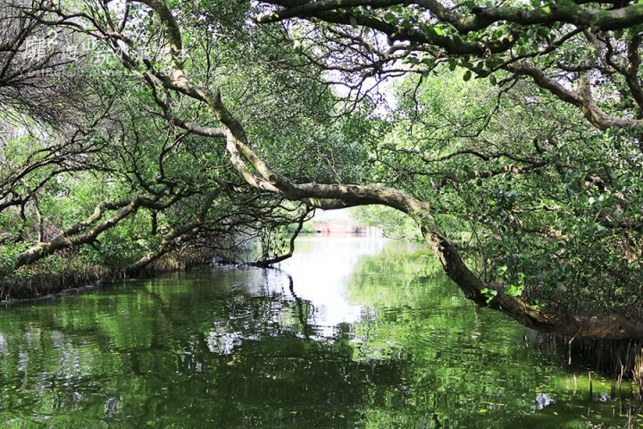 台南~ 台江國家公園 四草綠色隧道