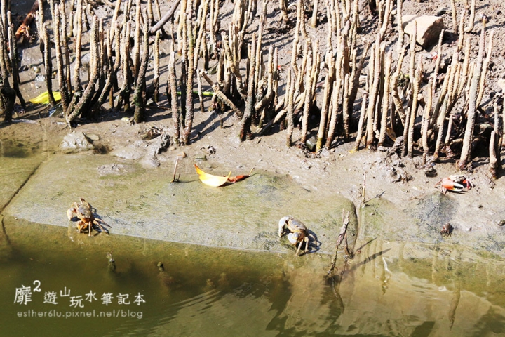台南~ 台江國家公園 四草綠色隧道