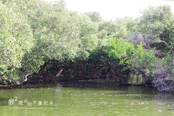 台南~ 台江國家公園 四草綠色隧道