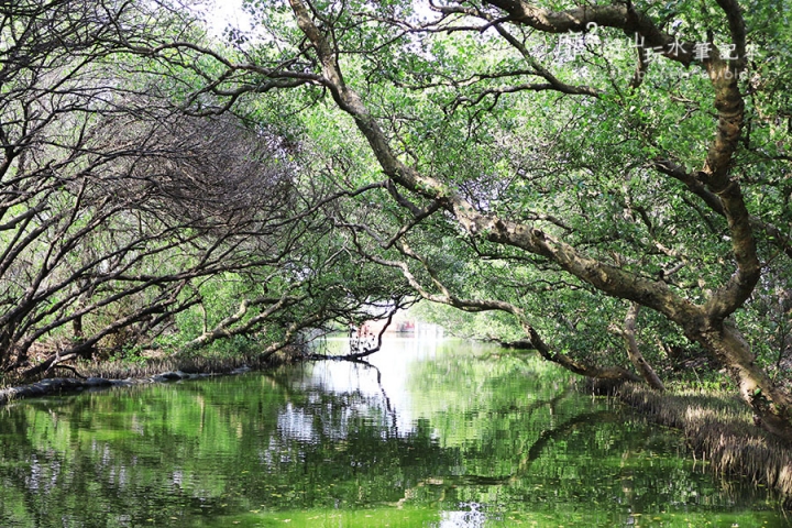 台南~ 台江國家公園 四草綠色隧道