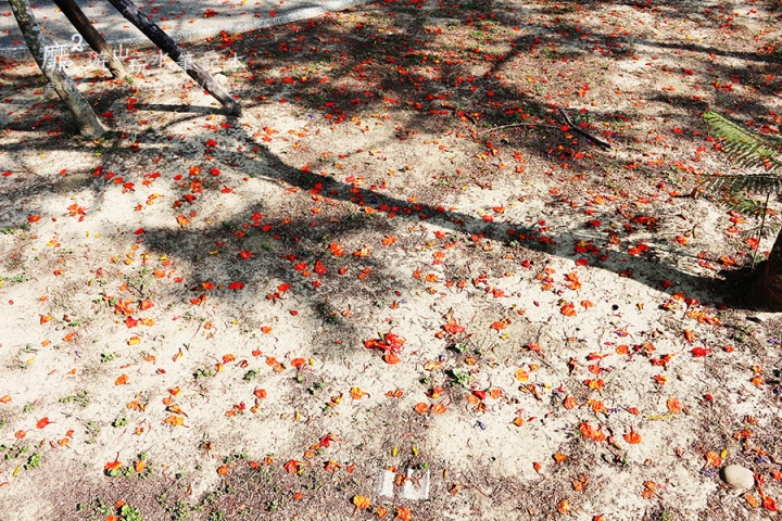 台南~ 台江國家公園 四草綠色隧道