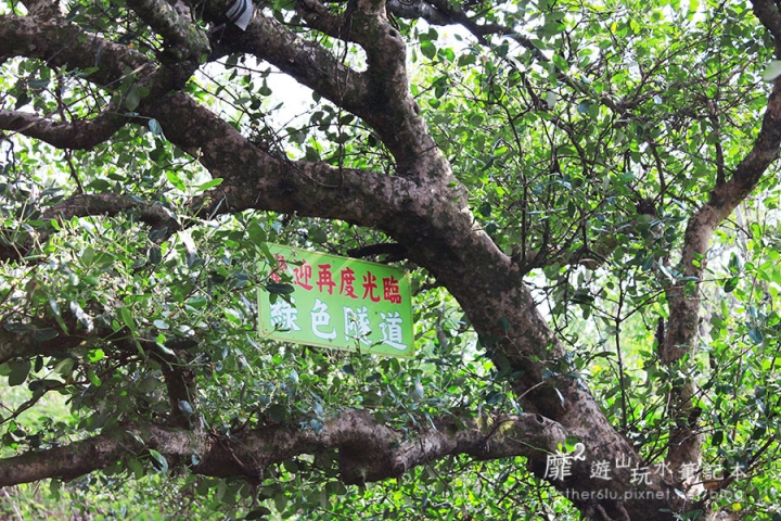 台南~ 台江國家公園 四草綠色隧道