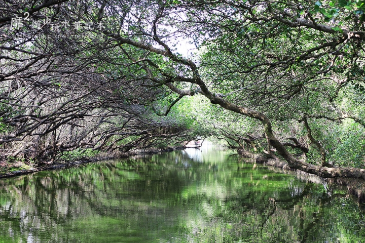 台南~ 台江國家公園 四草綠色隧道