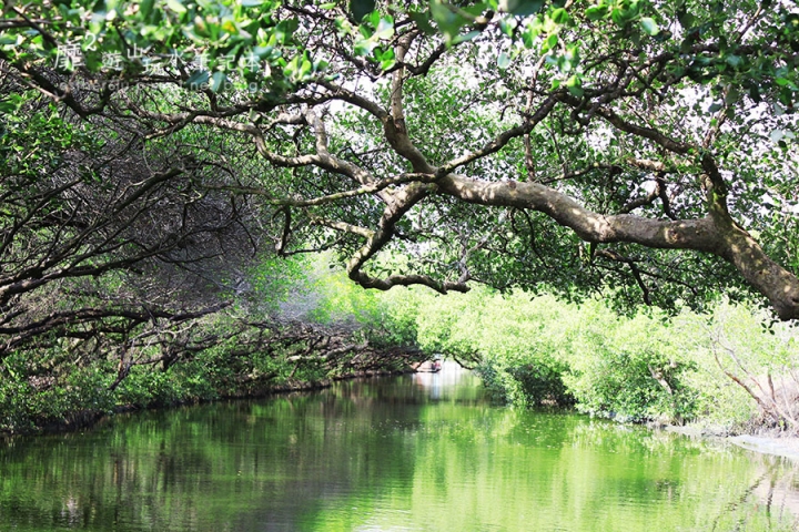 台南~ 台江國家公園 四草綠色隧道