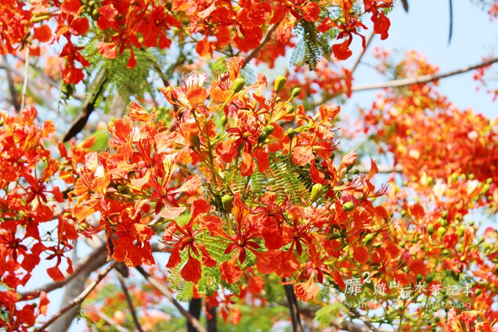 台南~ 台江國家公園 四草綠色隧道