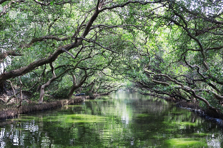 台南~ 台江國家公園 四草綠色隧道