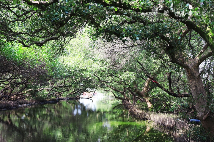 台南~ 台江國家公園 四草綠色隧道