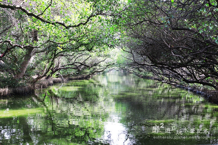 台南~ 台江國家公園 四草綠色隧道