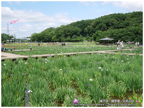 東京Day2、3：《東村山》尋找龍貓取景處、《川越》時空體驗小江戶時代