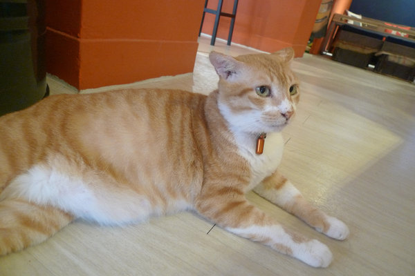 『Let's』一起。好喝的調酒，美味的料理，是間值得介紹的餐廳