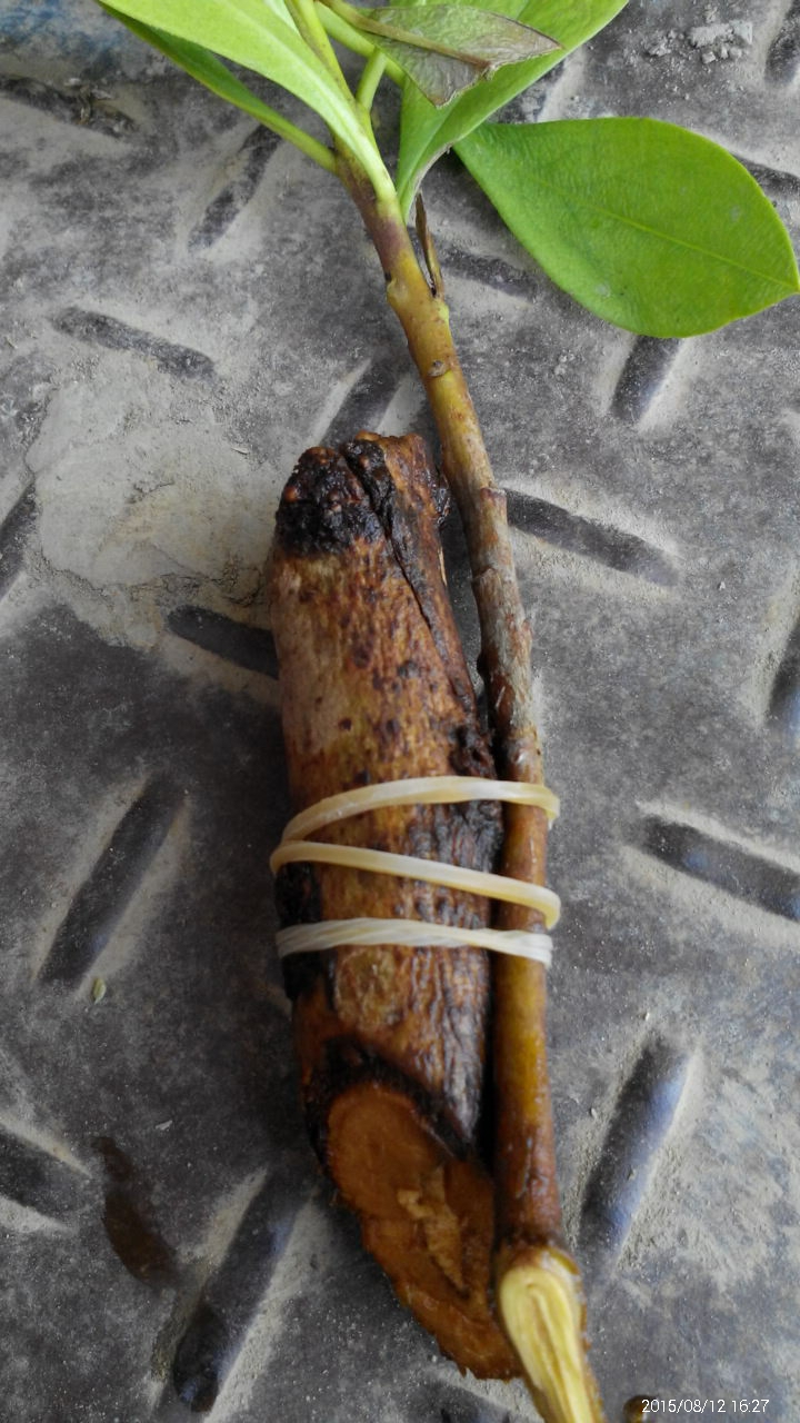 請教這是什麼植物？ 似乎有療效