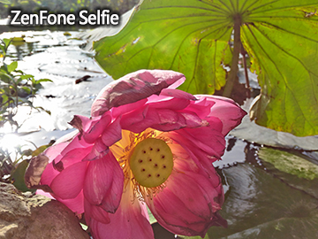 [台日PK] 華碩ZenFone Selfie vs SONY C5 Ultra 誰是自拍美人機