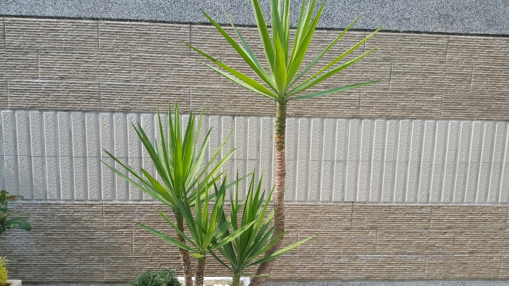 親手打造(前庭-後院）園圃周年更新