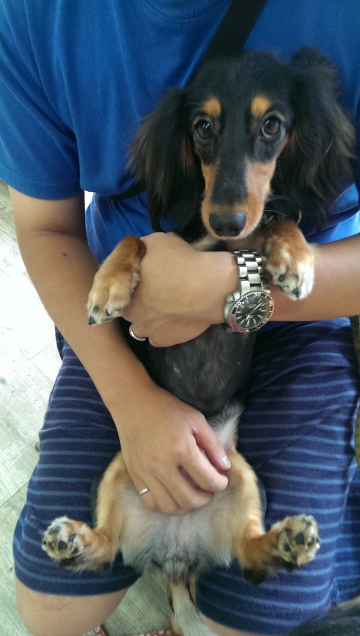 請求協尋黑四目長毛臘腸!!!! ˊ ˋ (新北 新莊迴龍)