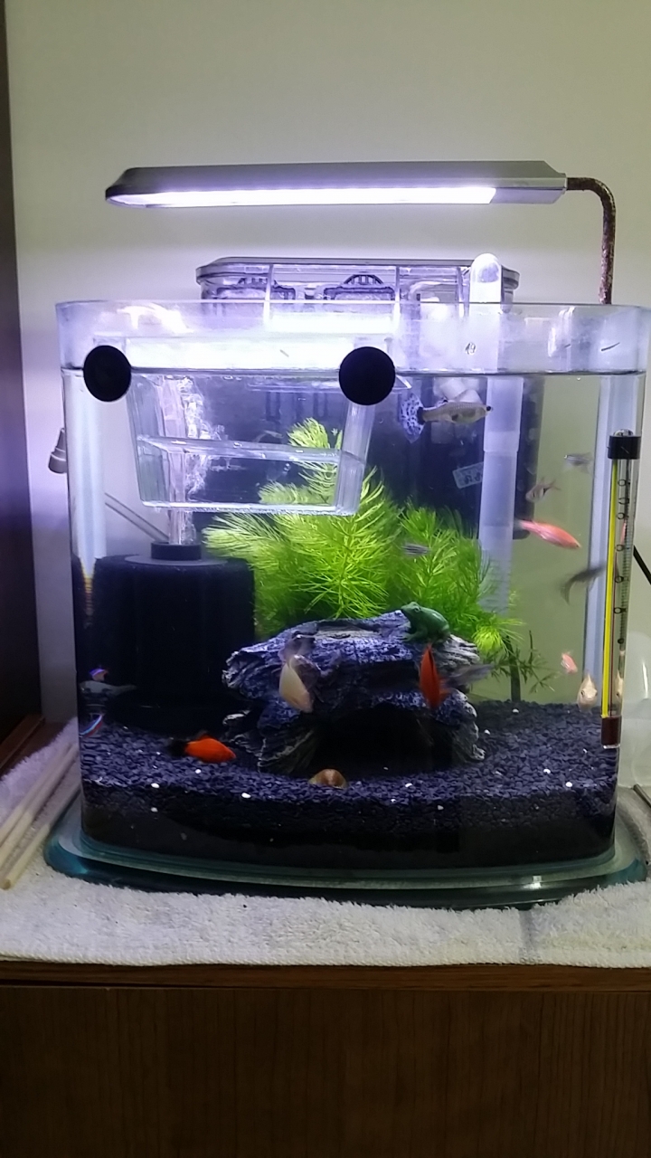 請問一尺的魚缸養35支小魚....算多嗎?附圖~ 魚變少~水變清了 ~@@8/23