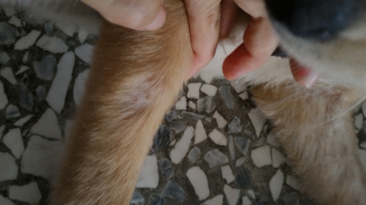關於狗狗的皮膚