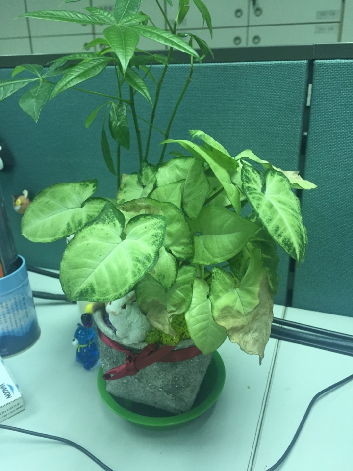 合果芋枯黃，請問該怎麼救它!?
