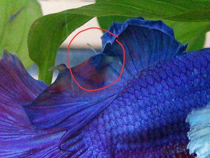 救命! 半月鬥魚魚鰭