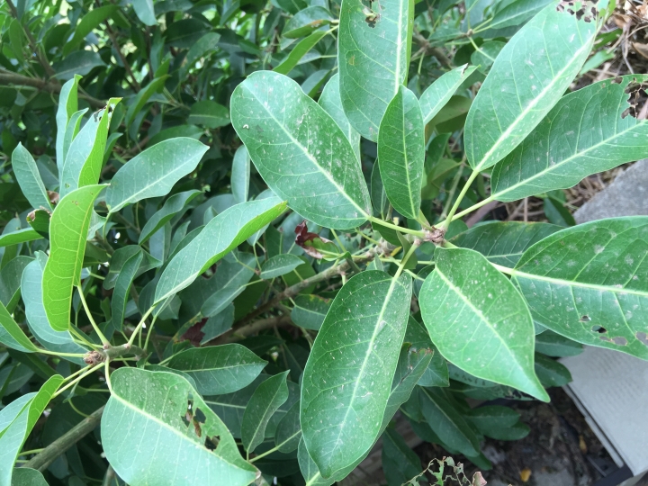 請教樹種樹名