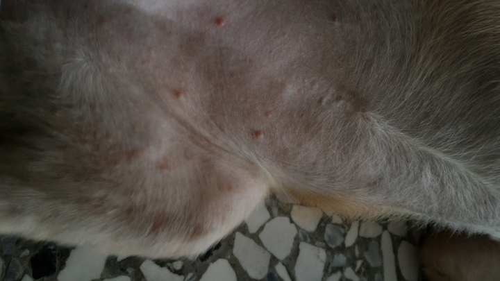關於狗狗的皮膚