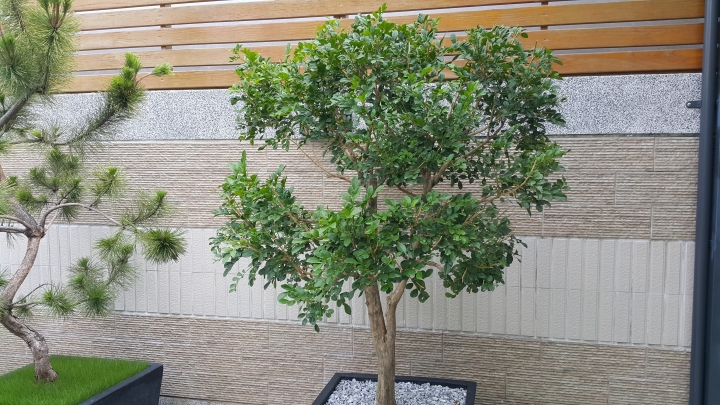親手打造(前庭-後院）園圃周年更新