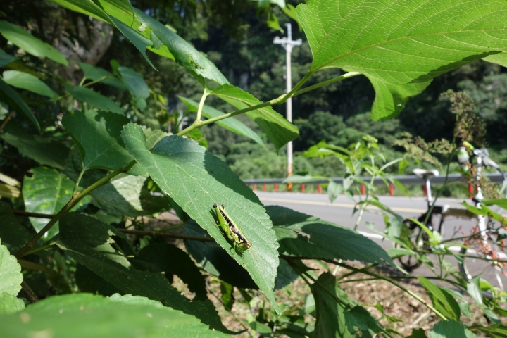 2015跟著電影去騎車，新竹破風盃，