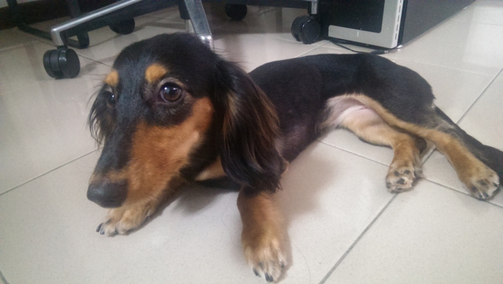 請求協尋黑四目長毛臘腸!!!! ˊ ˋ (新北 新莊迴龍)