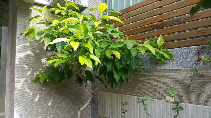 親手打造(前庭-後院）園圃周年更新