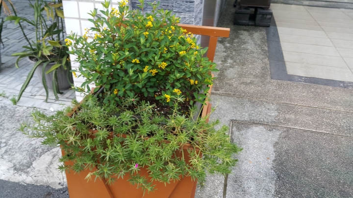 親手打造(前庭-後院）園圃周年更新
