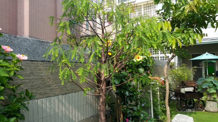 親手打造(前庭-後院）園圃周年更新