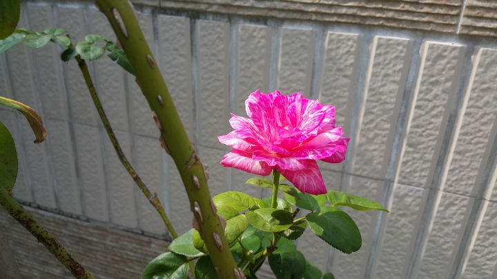 親手打造(前庭-後院）園圃周年更新