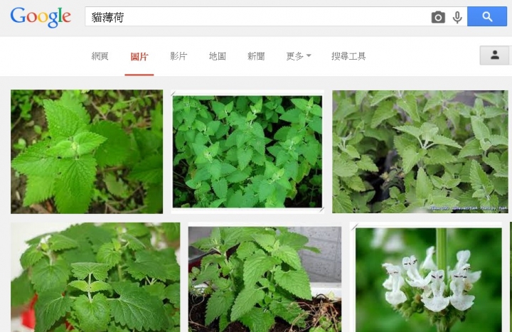 【免洗-聯合香堂】(增補"刀""王"二位大德)墨鏡貓求仁得仁，壯烈自爆，貓黨們稽首！