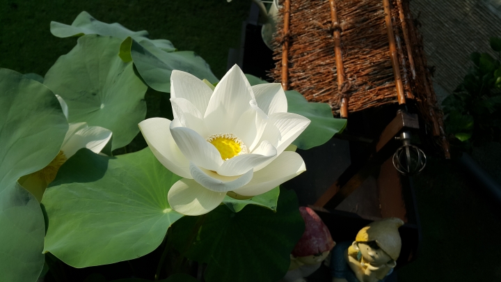 親手打造(前庭-後院）園圃周年更新