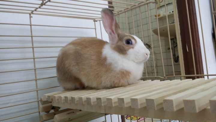 2隻可愛兔兔送養
