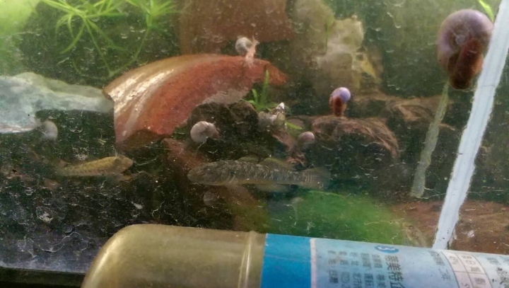有人知道這是神麼魚嗎??