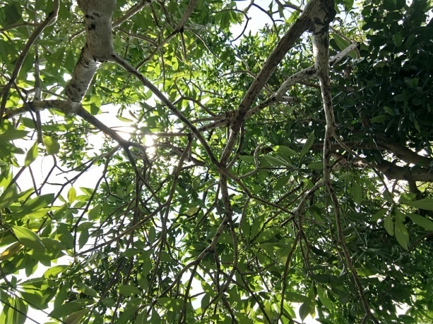 {開箱}6”極窄邊框追劇&自拍神器C5 Ultra