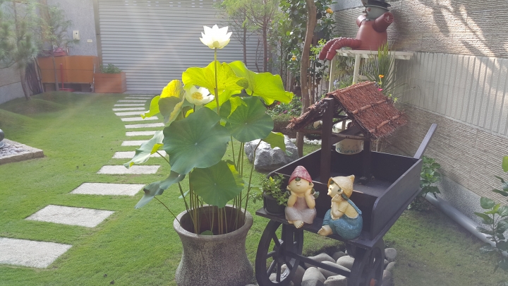 親手打造(前庭-後院）園圃周年更新
