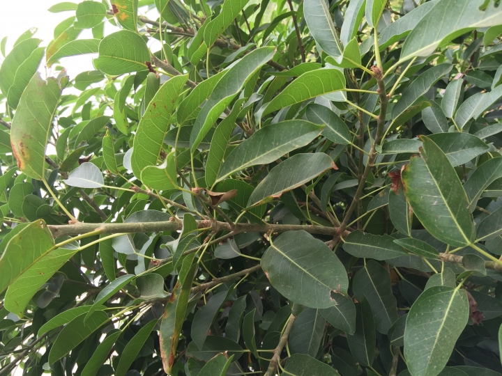 請教樹種樹名