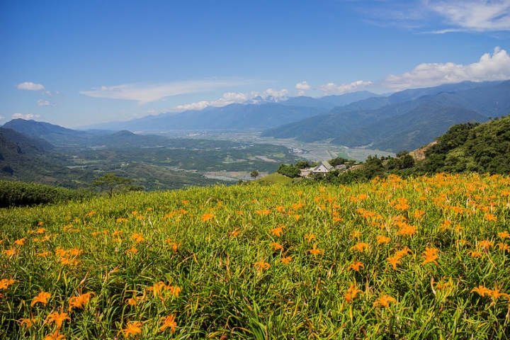 【遊記│花蓮富里】六十石山~金針花海/令人讚嘆的美景