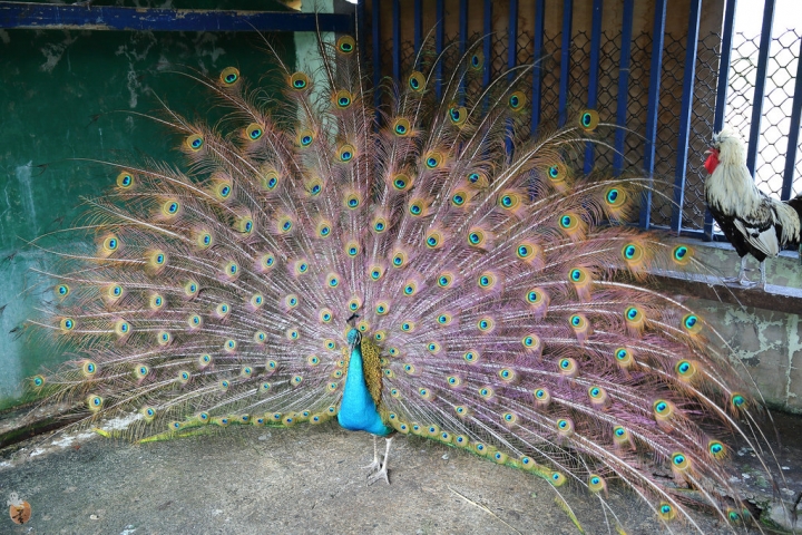 [宜蘭]礁溪水鹿咖啡,是咖啡廳,也是迷你動物園  by蛋拔