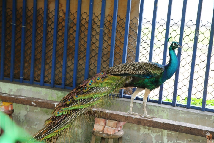 [宜蘭]礁溪水鹿咖啡,是咖啡廳,也是迷你動物園  by蛋拔