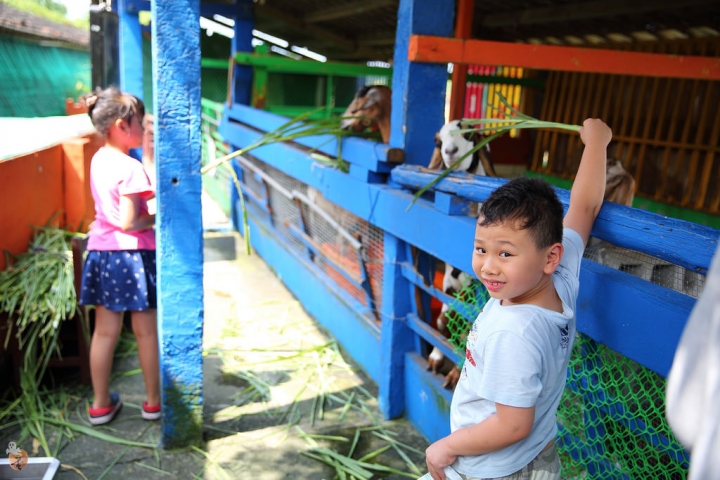 [宜蘭]礁溪水鹿咖啡,是咖啡廳,也是迷你動物園  by蛋拔