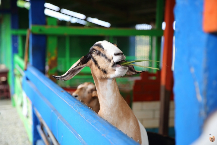 [宜蘭]礁溪水鹿咖啡,是咖啡廳,也是迷你動物園  by蛋拔