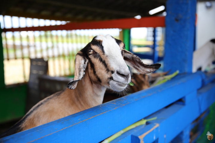 [宜蘭]礁溪水鹿咖啡,是咖啡廳,也是迷你動物園  by蛋拔