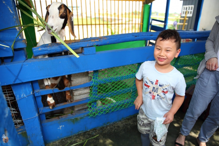 [宜蘭]礁溪水鹿咖啡,是咖啡廳,也是迷你動物園  by蛋拔