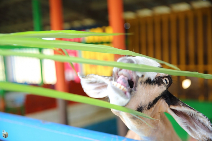 [宜蘭]礁溪水鹿咖啡,是咖啡廳,也是迷你動物園  by蛋拔