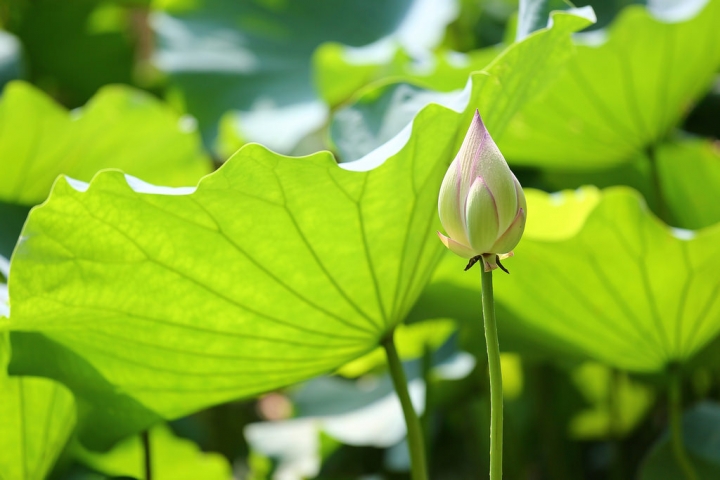 [桃園]觀音荷竹咖啡吃蓮花餐去  by蛋拔