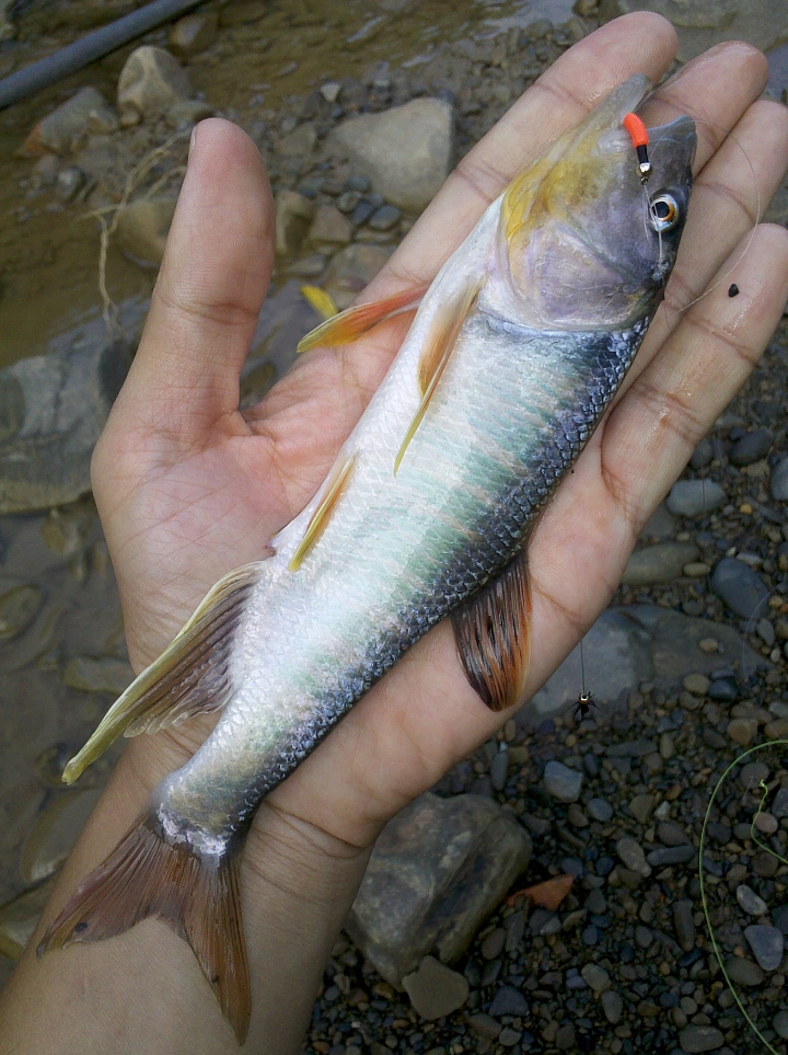 重拾閒置二十幾年的釣魚竿